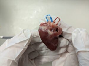 Eine rote und eine blaue Büroklammer stecken im Hühnerherz.