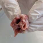 Hühnerherz von oben fotografiert, sodass man alle Blutwege sieht.